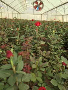 Red Roses production in Kenya