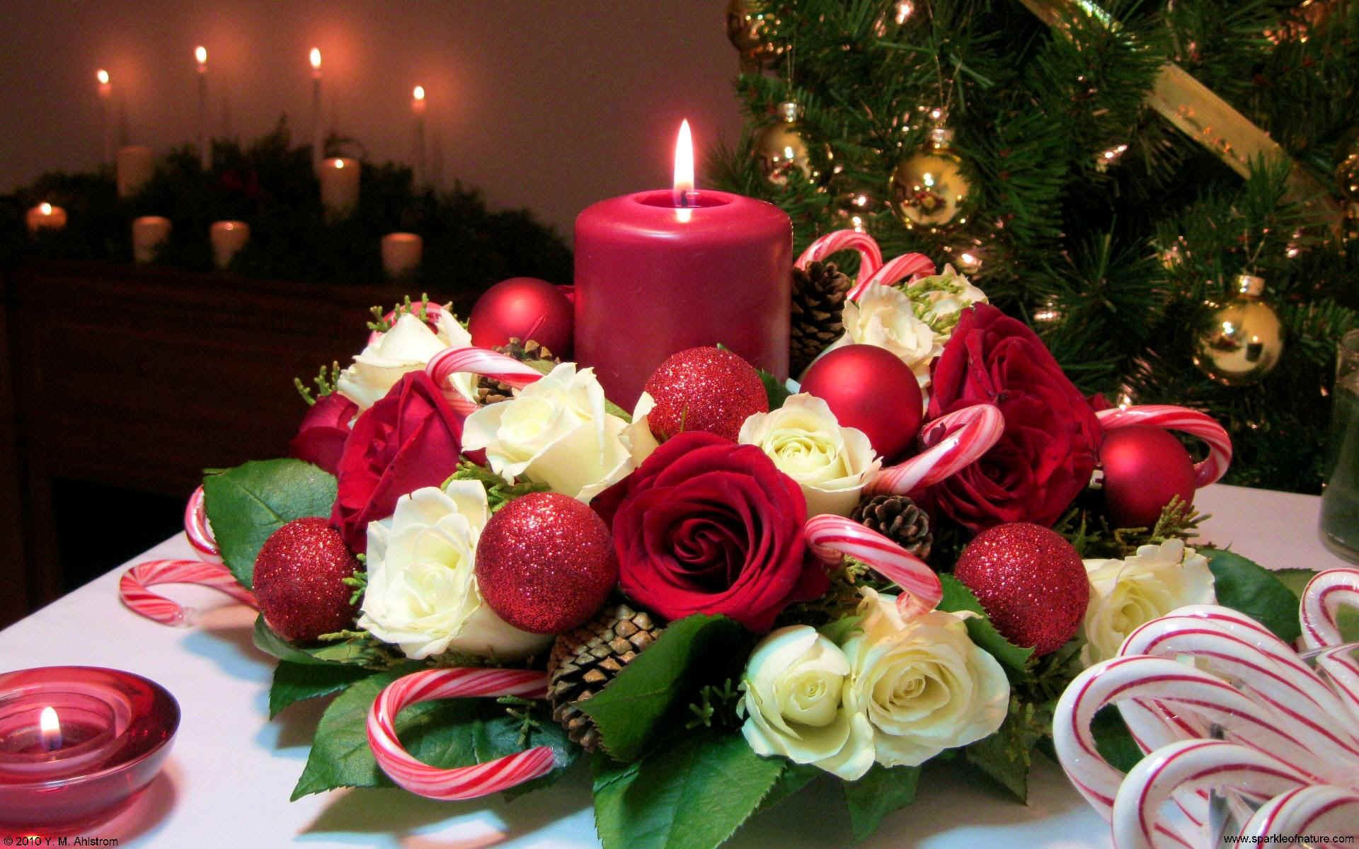 christmas-optimal-connections-red-white-rose