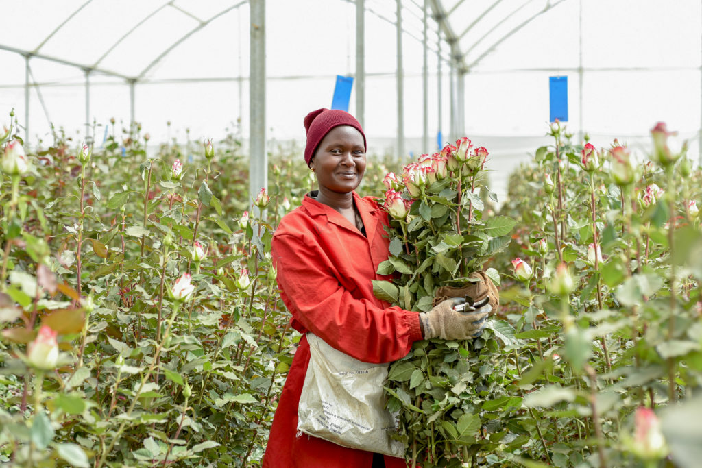 Harvesting roses at Bellisima