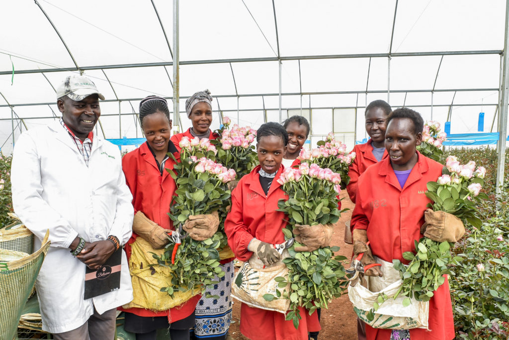 Female workers harvesting roses in Kenya