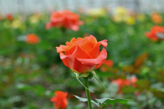 DSC_8818-001