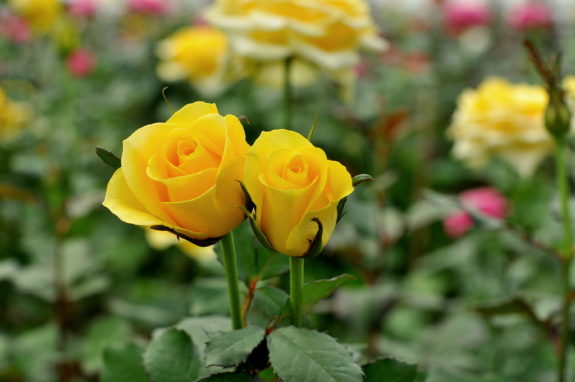 roses Roses