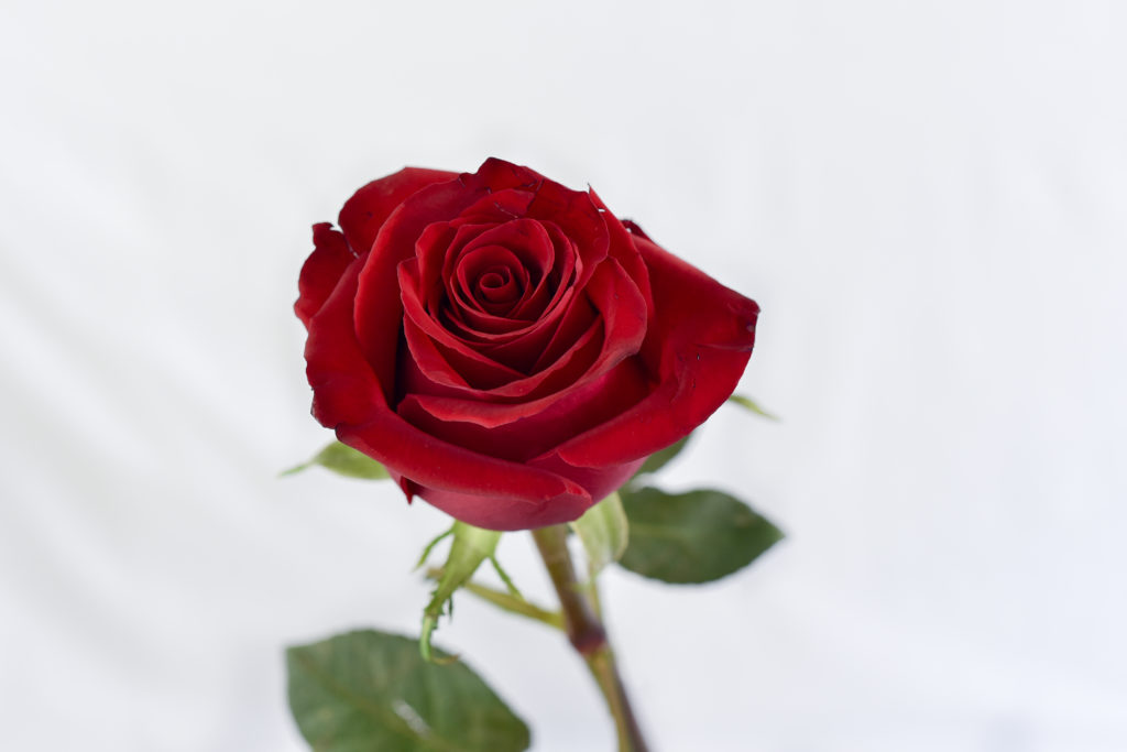 red rose flower