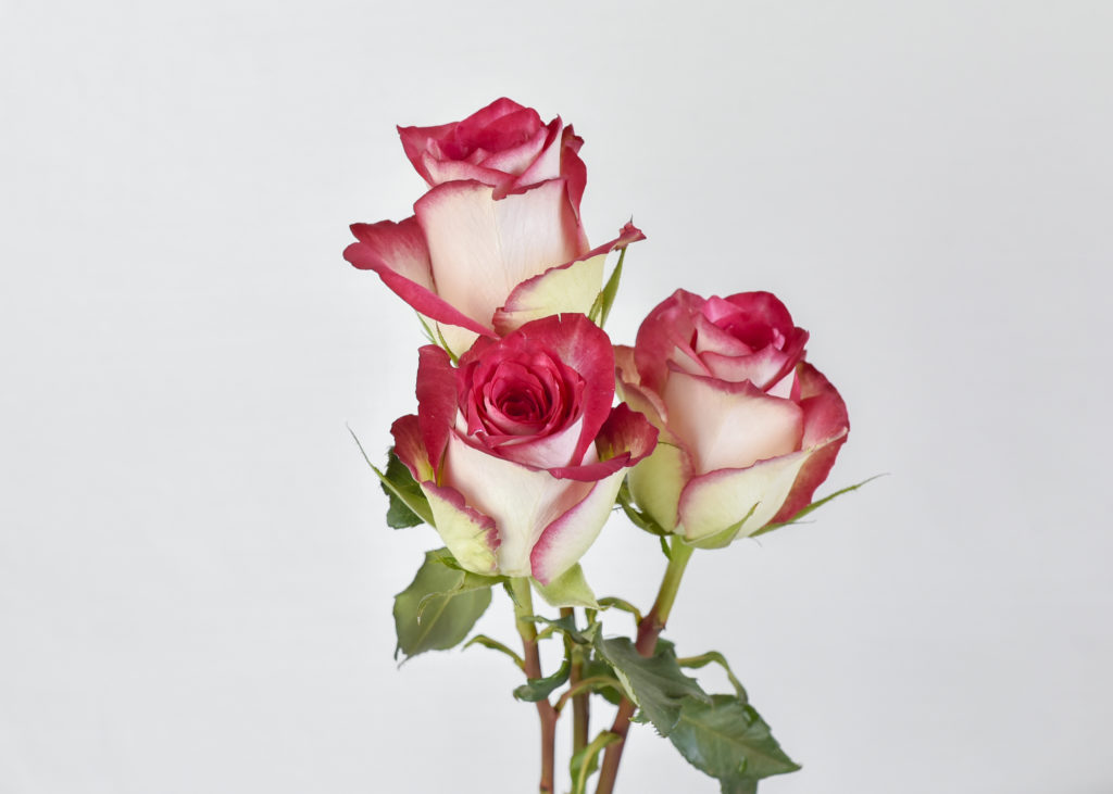 Bicoloured rose flowers