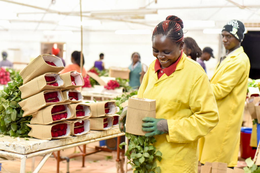 packing rose flowers