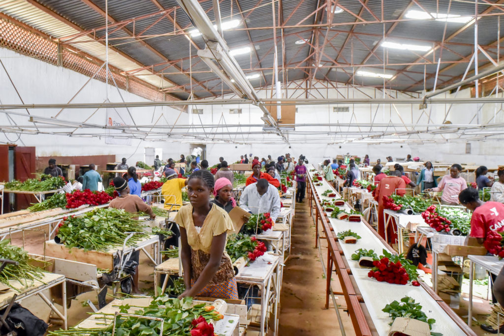 employees packing flowers