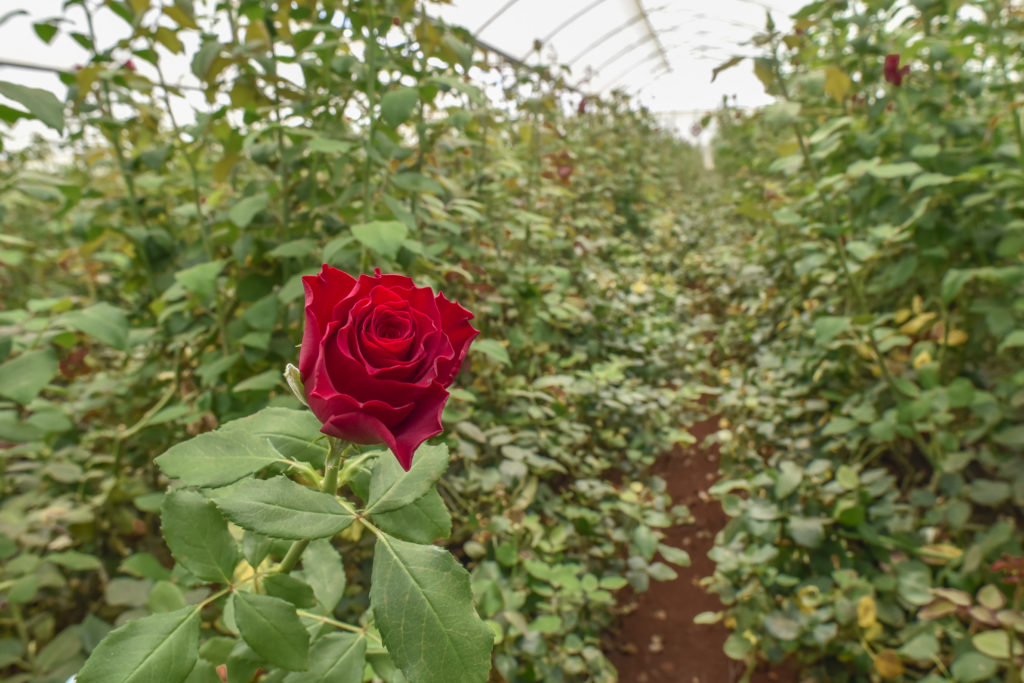 The Flourishing Everflora Rose Flower Farm