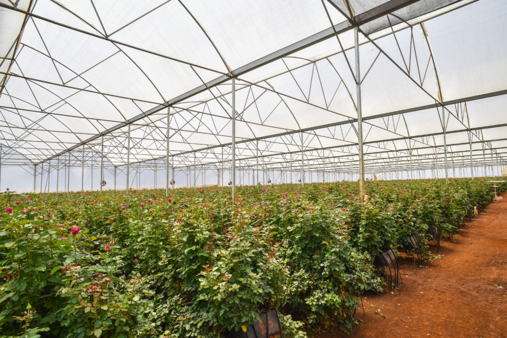 rose flower green house in Kenya