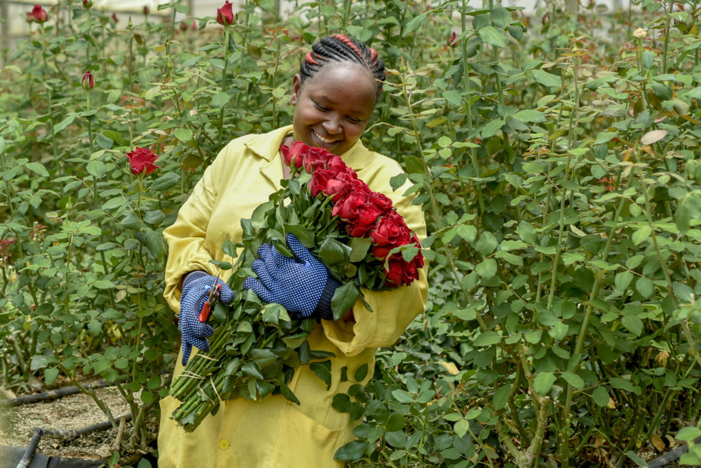 harvesting roses in the green house