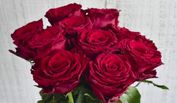 Everflora Kenyan Roses-4177