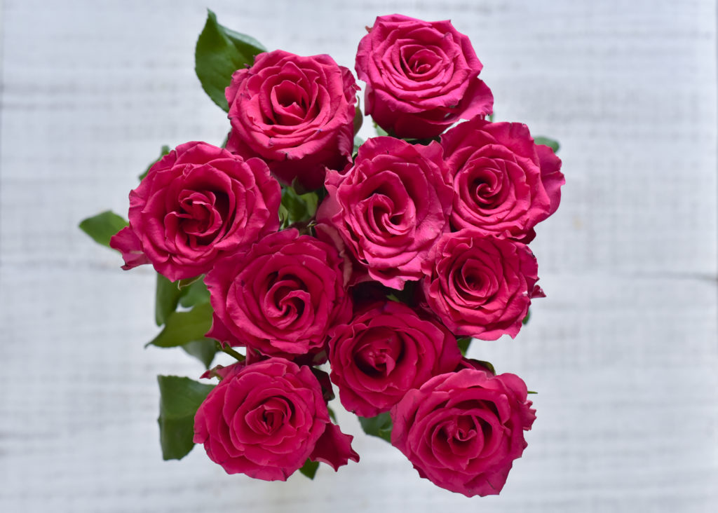 pink roses