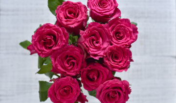 Everflora Kenyan Roses-4217