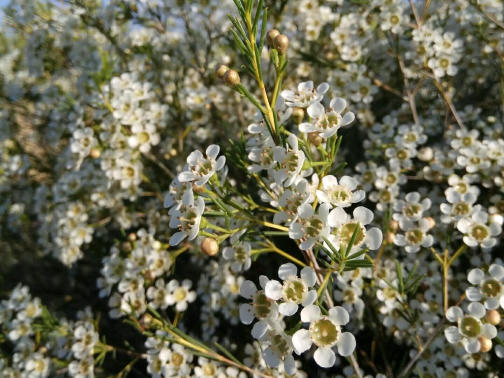 white wax flower