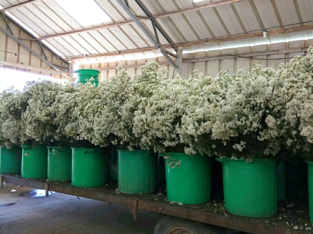 white wax flowers