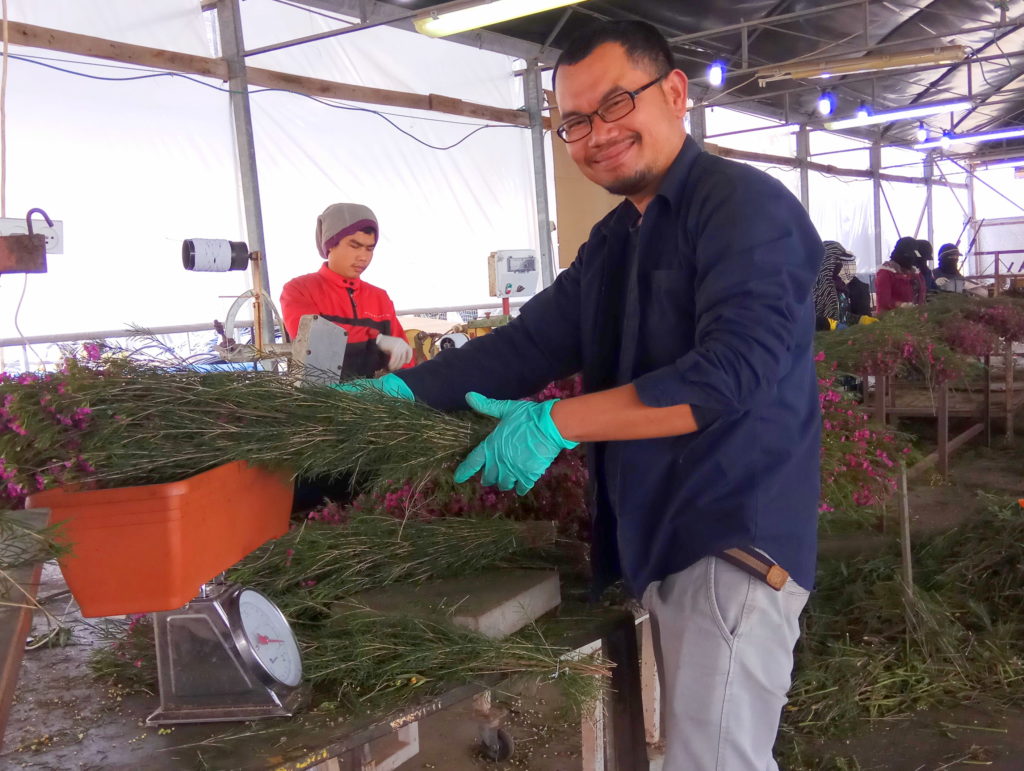 wax flower packing