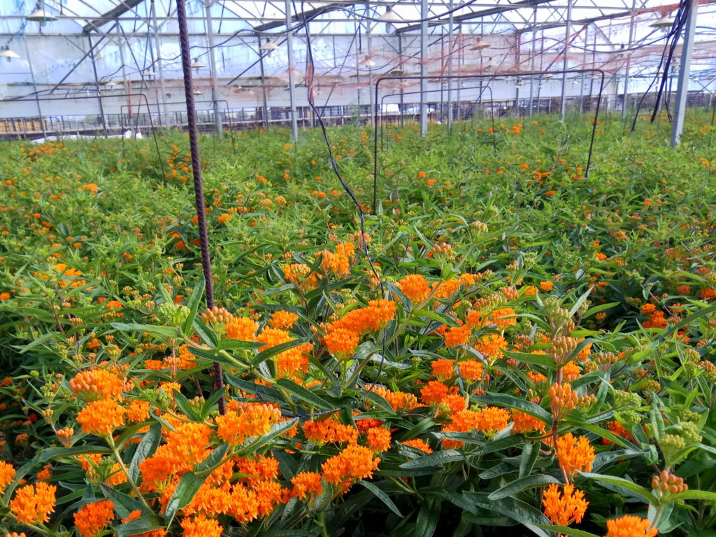 Wax flower Asclepias Tuberosa