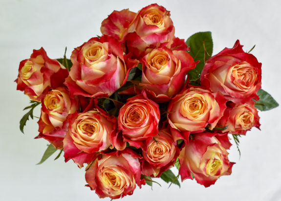 Rose Safari Kenyan Premium Roses-1501