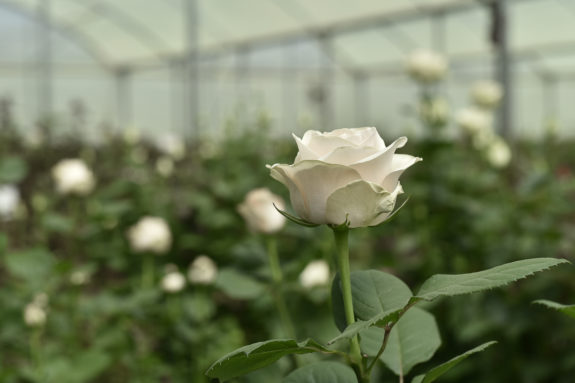 PJ Dave Roses-1678