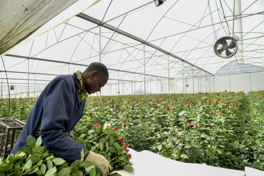 rose flower harvesting