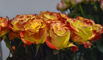 F. Optimal Connection at IFTEX 2018-1065