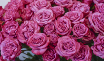 F. Optimal Connection at IFTEX 2018-1084